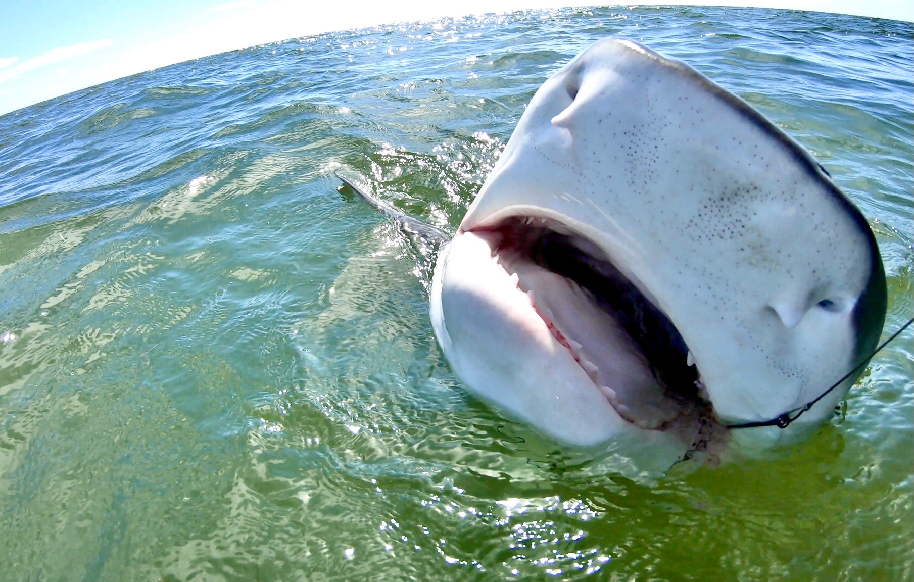 Florida Shark Fishing Charters - Shark Ventures - Crystal River, FL