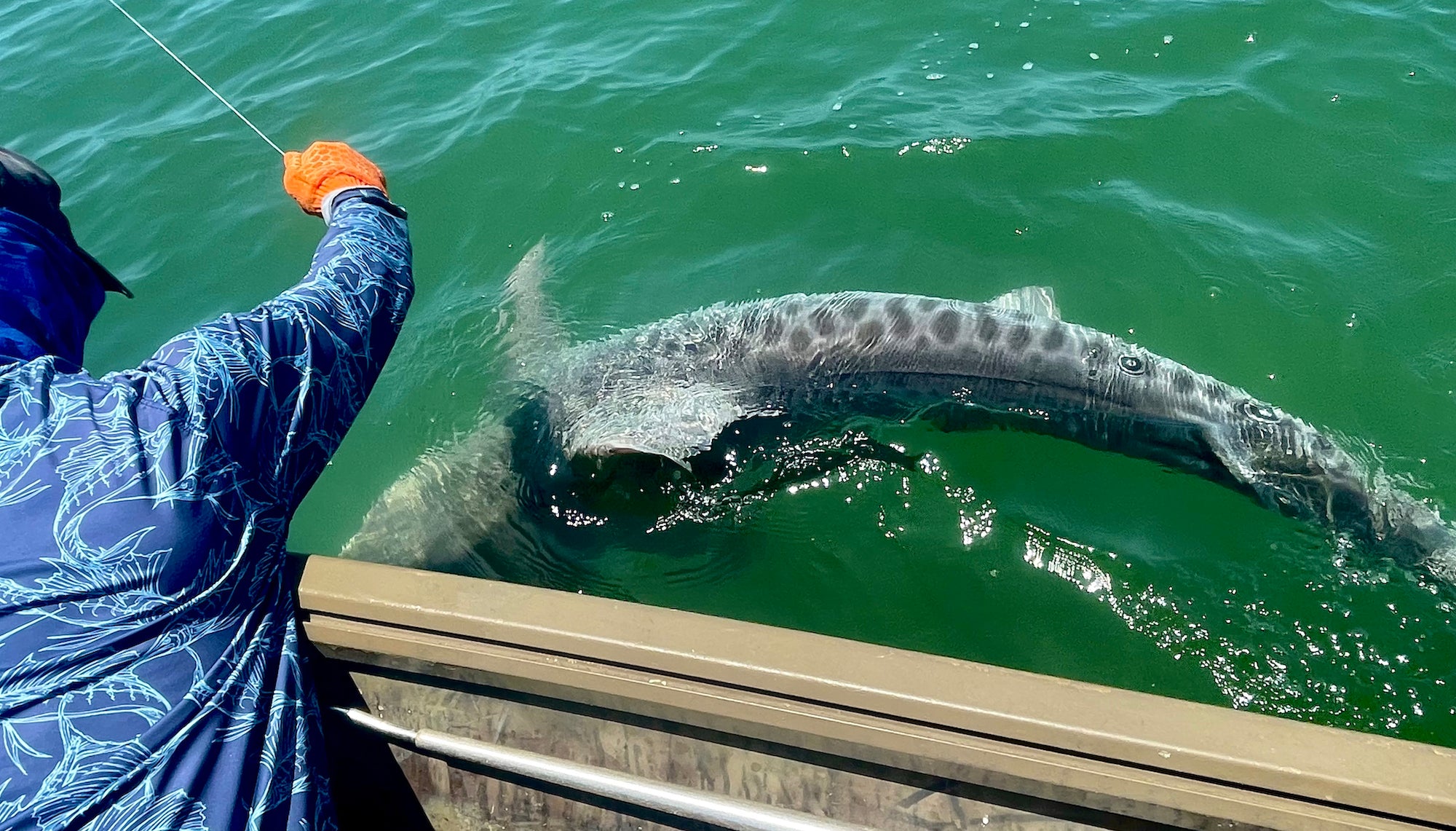 Tiger Shark surfaces near fishing boat