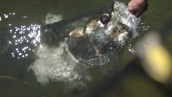 Tarpon eating fish from womans hand at Fishing Charter Dock